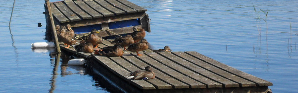 Enten sonnen sich 